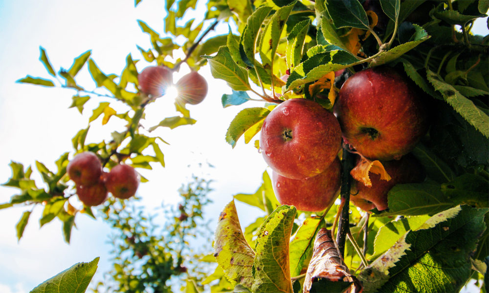 Apples growing on a tree with a bright sunny background