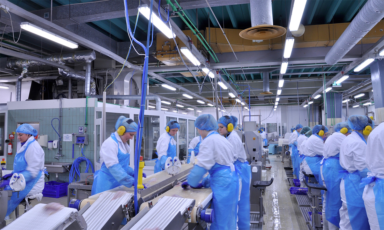 Fish Processor Job The Most Dangerous Job in Fishing Isn’t Fishing—It’s Processing Fish ...
