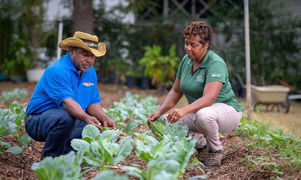 Two USDA researchers looking at a row of vegetables