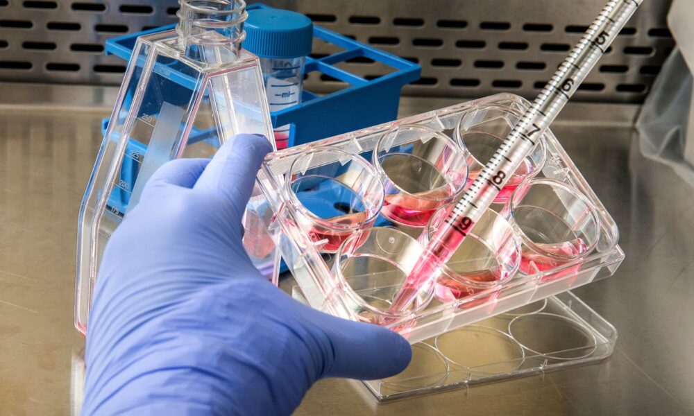 lab shot of cell growth/medium