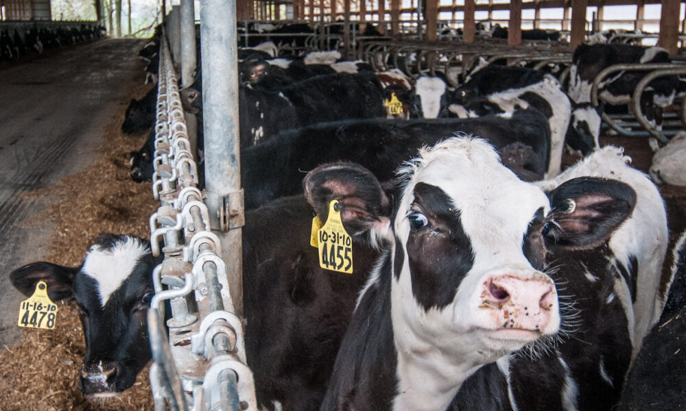 photo of many black and white cows in a barn; two of the cows in the foreground have a tag attached to one ear