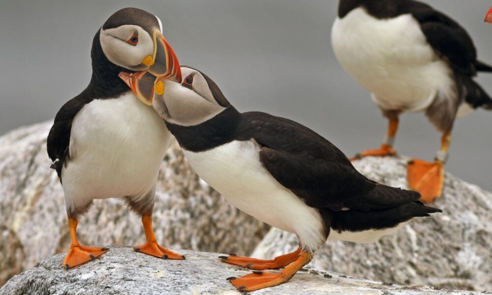 Puffins nuzzling