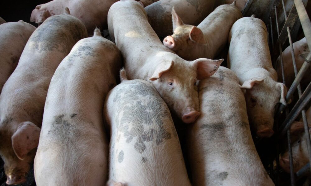 Pigs crowded into a CAFO