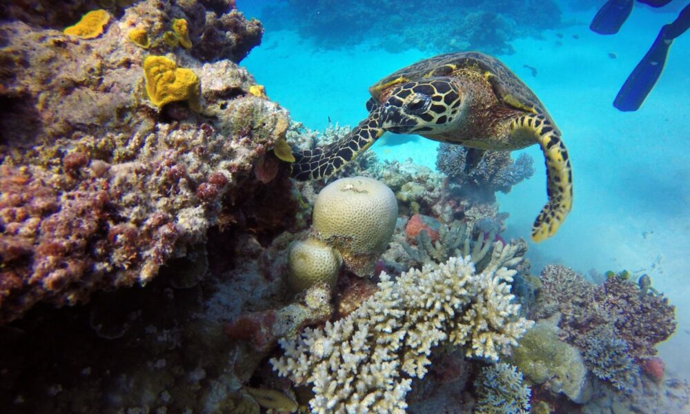 A determined-looking turtle climbs up a section of Australia's Great Barrier Reef