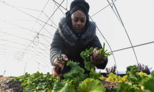 Woman harvesting mustard greens.