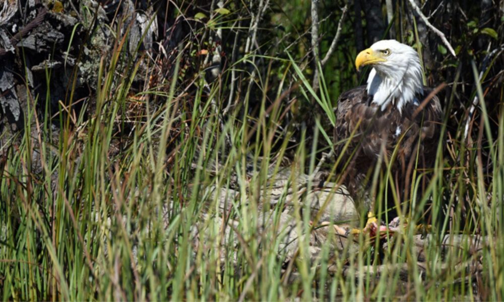 A bald eagle stands in a wetlands wildlife refuge.