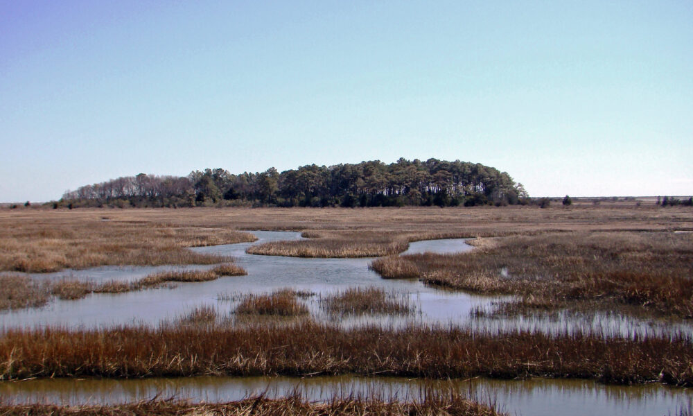 photo of wetlands, with streams meandering through patches of brown grass and a stand of trees on the horizon, set against a blue sky