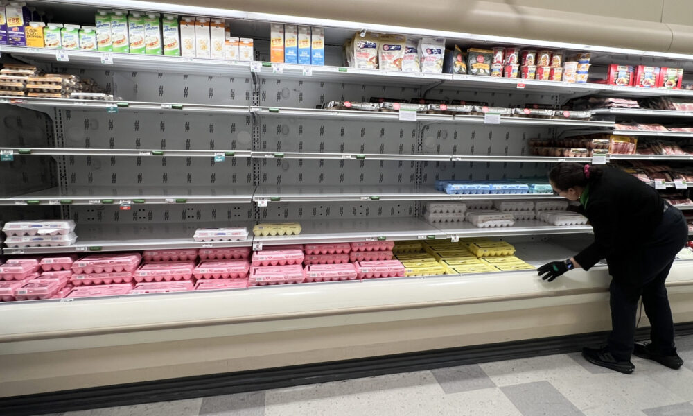 photo of a person in a grocery store bending down to reach a carton of eggs. There are a handful of cartons of different colors on the lowest shelves but most of the shelves are empty.