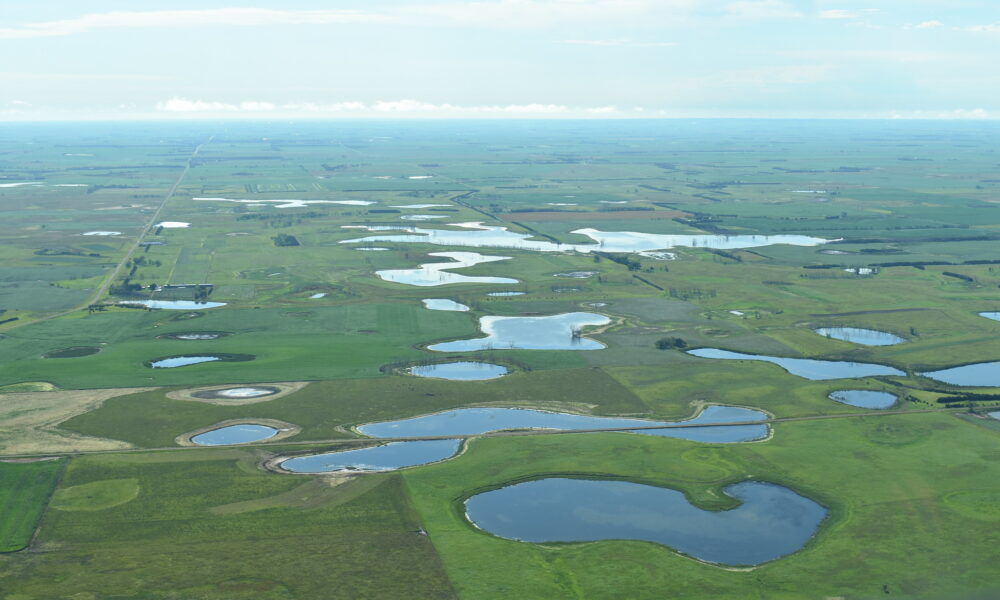 aerial photo of prairie potholes--numerous small ponds spread among a landscape of flat green farm fields