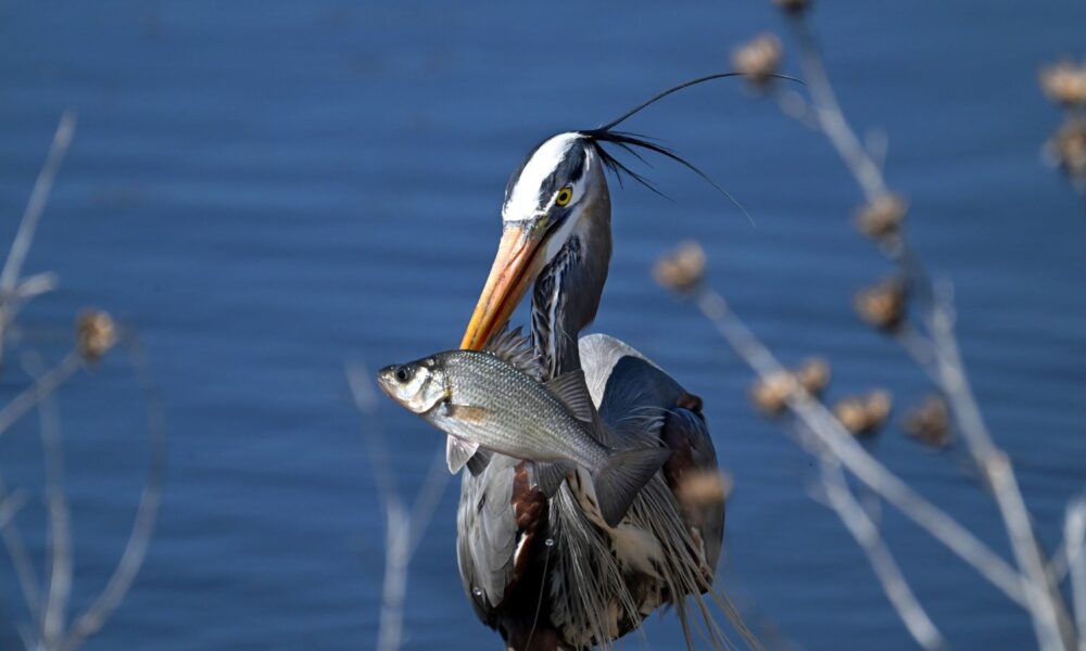 A great blue heron catches a white perch on the Bombay Hook National Wildlife Refuge.