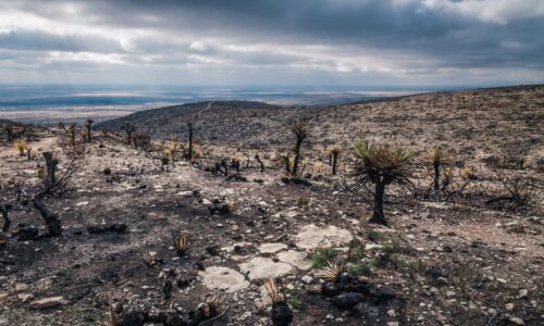 Why More Frequent Wildfires and Extreme Rainfall Are a Particularly Perilous Combo 
