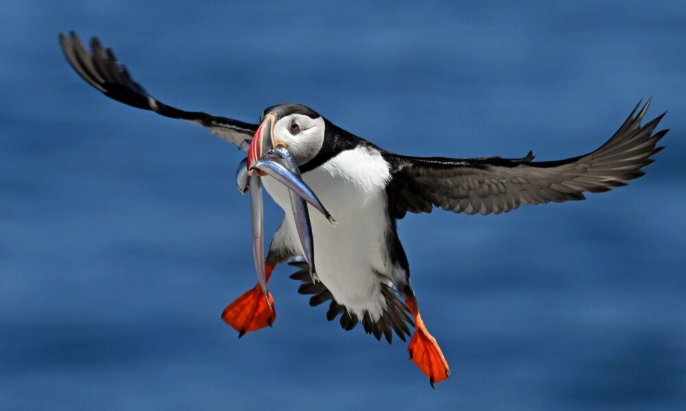 Puffing flying in mid-air with a sand lance in its mouth. Seal Island, Maine.