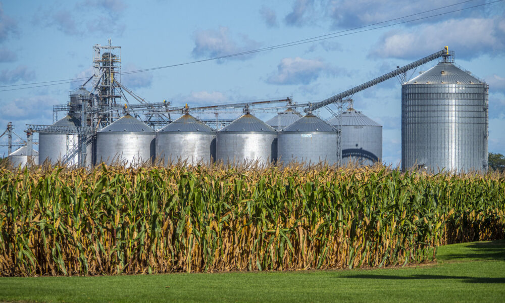 photo of a cornfield with a row of many tall metal grain silos looming in the background