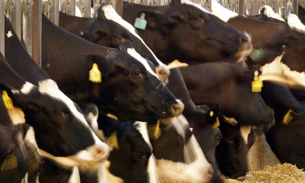 Dairy cattle line up to feed.