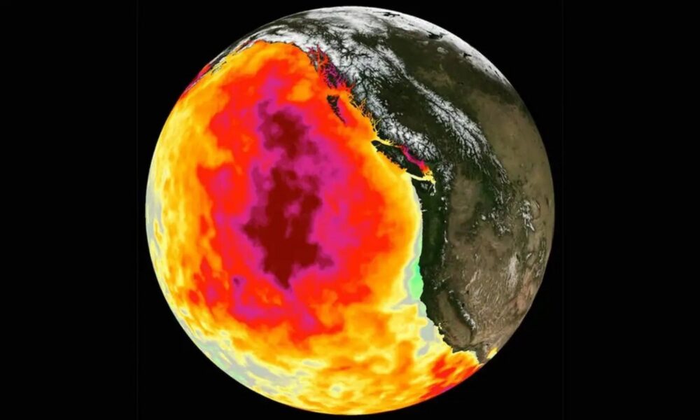 A NASA-generated image of ocean temperatures, with a dark red splotch indicating extremely hot temperatures covering much of the North Pacific. This unusual warming happened between 2013-2016.