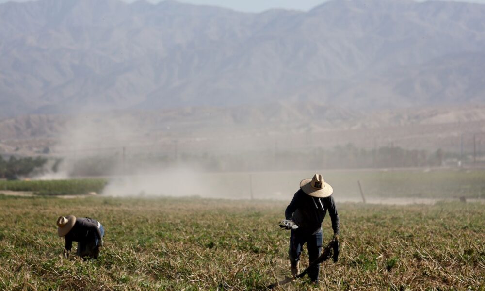 Farm workers clear out hosing which was used to irrigate an okra field near Coachella, CA.